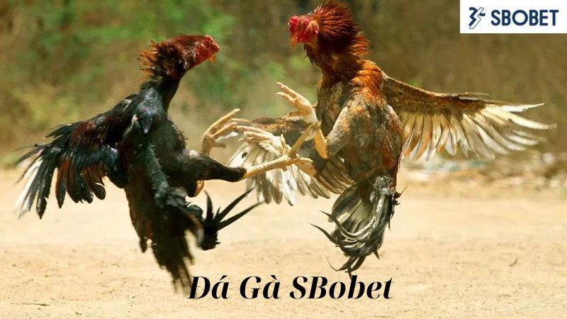 Đừng quên áp dụng mẹo hay khi chơi chọi gà tại Sbobet